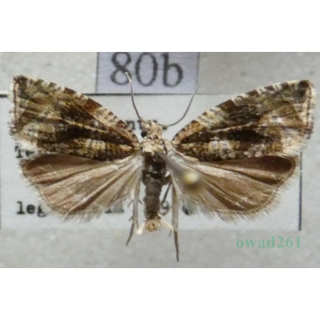 Celypha lacunana (Denis & Schiffermüller, 1775) Czech80b